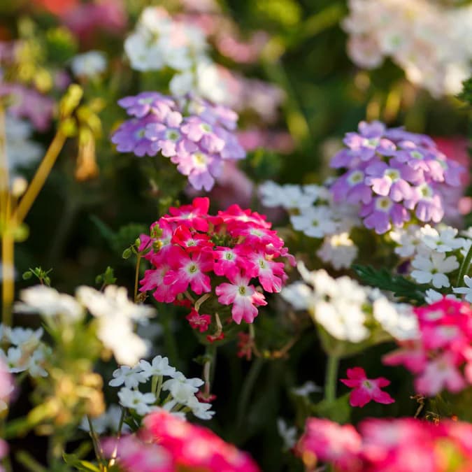 Verbena Hybrida Dwarf